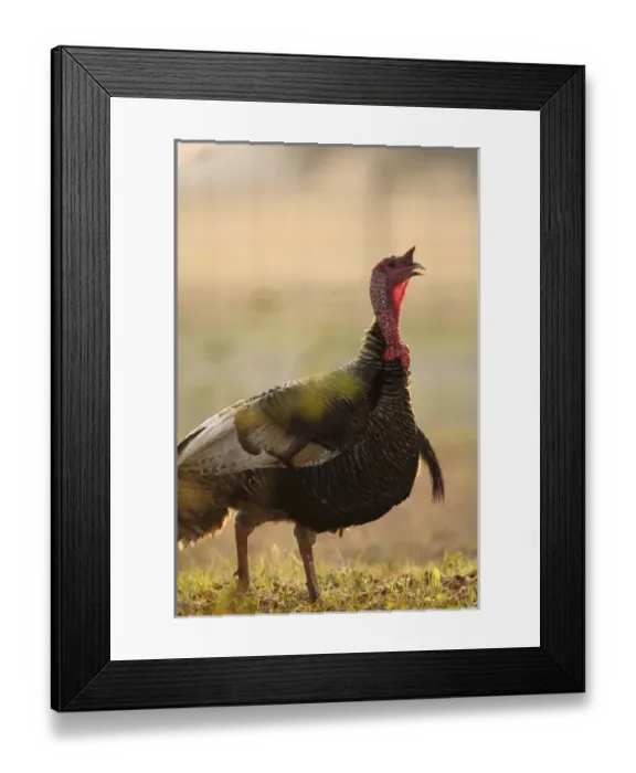 Framed Print : Turkey gobbler Melegris gallopavo Central Florida Framed Print : Turkey gobbler Melegris gallopavo Central Florida