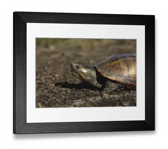 Framed Print : Striped Mud Turtle Kinosternon baurii Central Florida Framed Print : Striped Mud Turtle Kinosternon baurii Central Florida