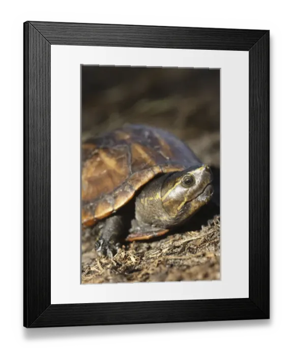Framed Print : Striped Mud Turtle Kinosternon baurii Central Florida Framed Print : Striped Mud Turtle Kinosternon baurii Central Florida