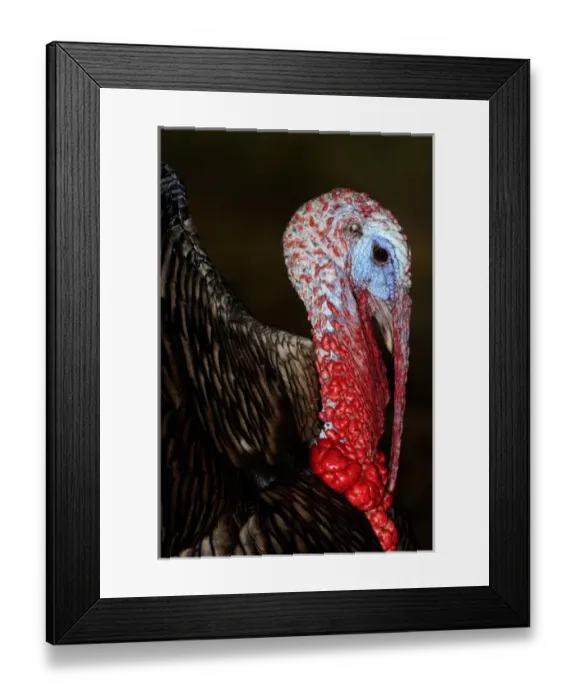 Framed Print : Domestic Turkey gobbler Framed Print : Domestic Turkey gobbler