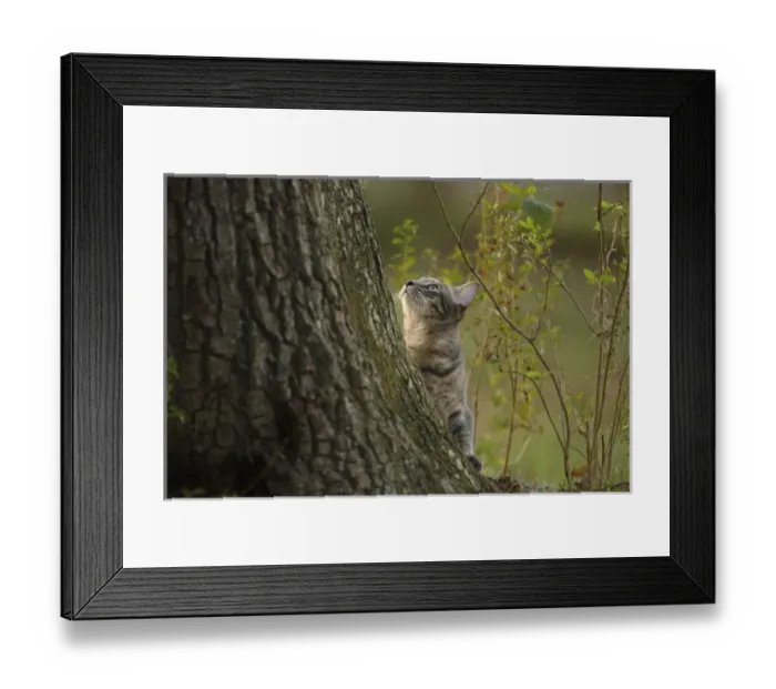 Framed Print : Gray tabby hunting Central Florida Framed Print : Gray tabby hunting Central Florida