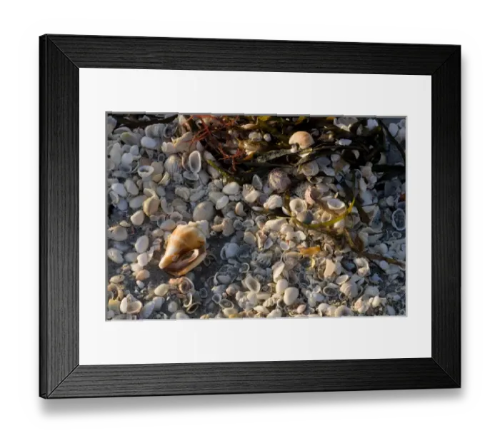 Framed Print : Shells on beach, Captiva Island, FL