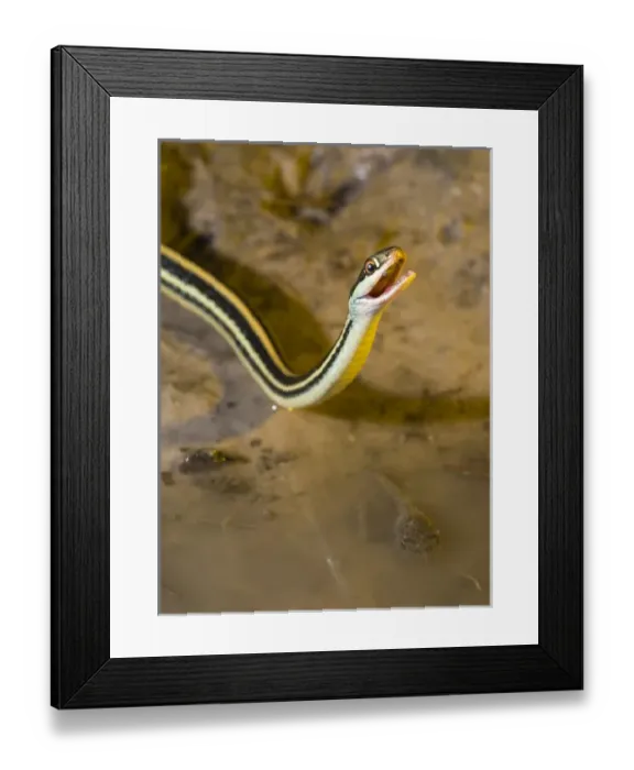 Framed Print : Western Ribbon snake drinking water, Thamnophis proximus orarius, Coastal Texas Framed Print : Western Ribbon snake drinking water, Thamnophis proximus orarius, Coastal Texas