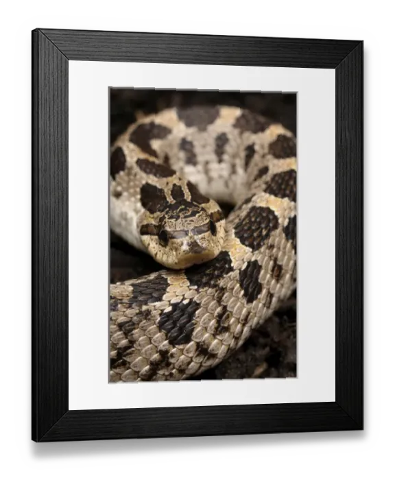 Framed Print : Eastern hognose snake, Heterodon platirhinos, controlled, Central Florida