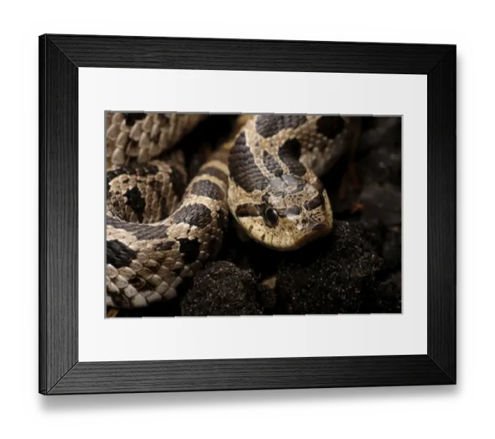 Framed Print : Eastern hognose snake, Heterodon platirhinos, controlled, Central Florida