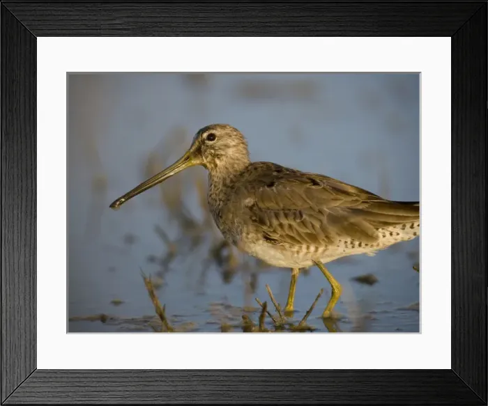 Framed Print : Long-billed Dowitcher, Limnodromus scolopaceus, Welder Flats, Texas Framed Print : Long-billed Dowitcher, Limnodromus scolopaceus, Welder Flats, Texas