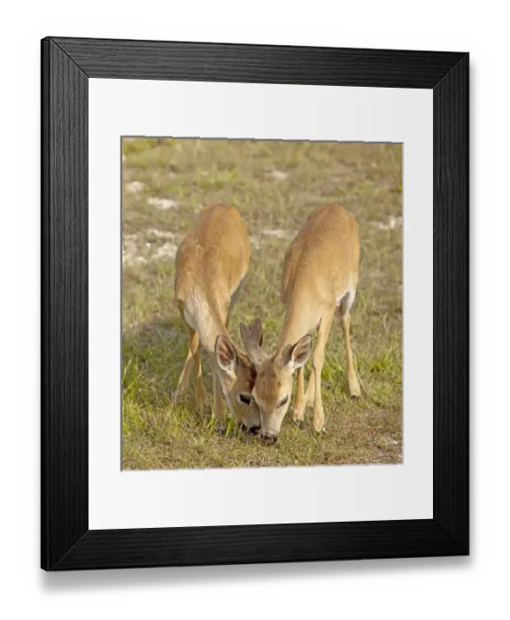 Framed Print : Twin fawn Key Deer from last year feeding together, Odocoileus virgianus clavium Framed Print : Twin fawn Key Deer from last year feeding together, Odocoileus virgianus clavium