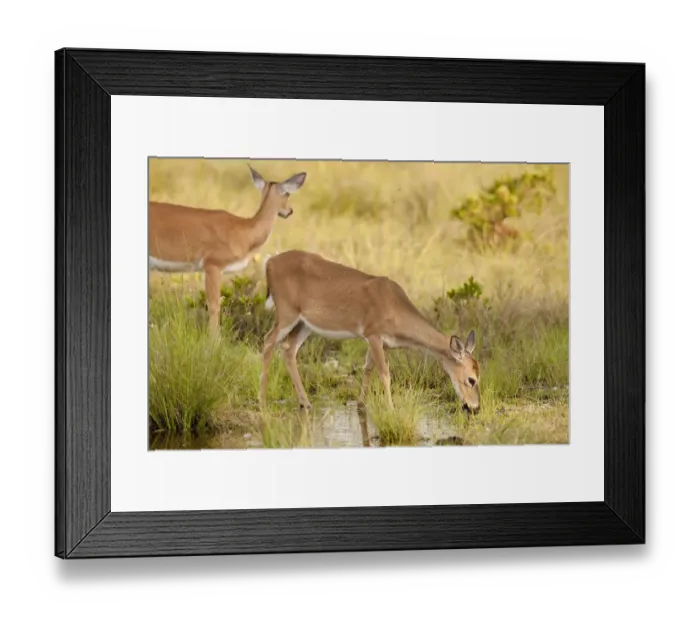 Framed Print : Key Deer at freshwater pond, Odocoileus virgianus clavium, National Key Keer Refuge Framed Print : Key Deer at freshwater pond, Odocoileus virgianus clavium, National Key Keer Refuge