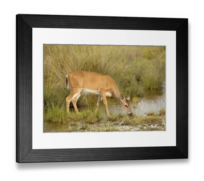 Framed Print : Key Deer feeding along freshwater pond, Odocoileus virgianus clavium, National Key Keer Refuge Framed Print : Key Deer feeding along freshwater pond, Odocoileus virgianus clavium, National Key Keer Refuge