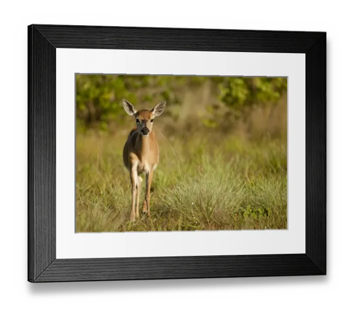 Framed Print : Endangered key deer, Odocoileus virginaus clavium, National Key Deer Refuge, Big Pine Island Framed Print : Endangered key deer, Odocoileus virginaus clavium, National Key Deer Refuge, Big Pine Island