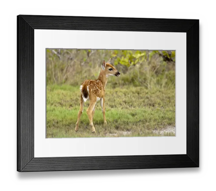 Framed Print : Key Deer fawn, Odocoileus virgianus clavium, National Key Keer Refuge, Big Pine Key