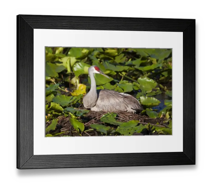 Framed Print : Adult Sandhill crane on nest, Grus canadensis, Florida