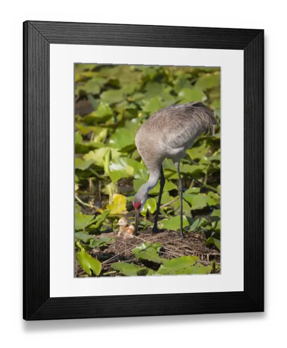 Framed Print : Sandhill crane chick just born with parent at nest on lotus pond, Grus canadensis Framed Print : Sandhill crane chick just born with parent at nest on lotus pond, Grus canadensis