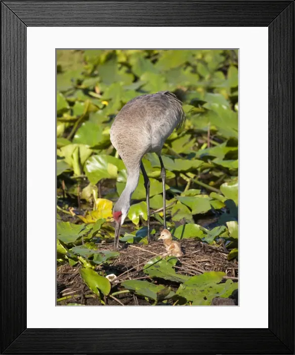 Framed Print : Sandhill crane chick just born with parent at nest on lotus pond, Grus canadensis Framed Print : Sandhill crane chick just born with parent at nest on lotus pond, Grus canadensis