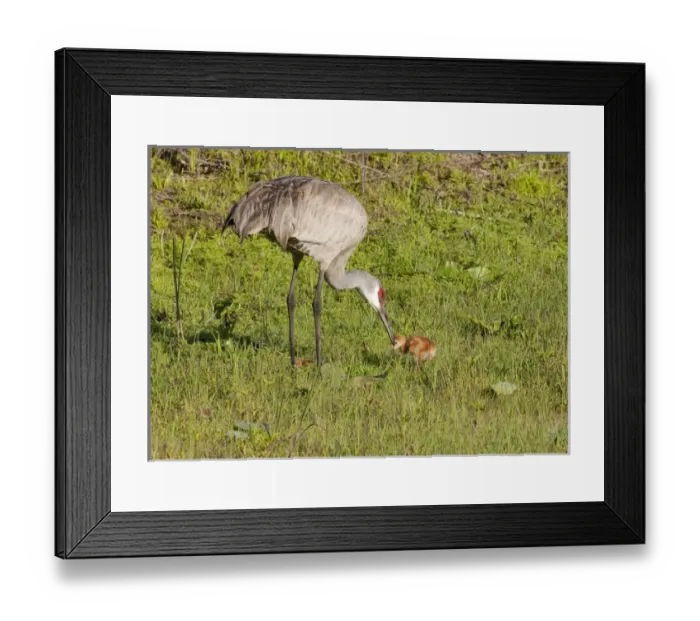 Framed Print : Adult Sandhill crane with day old chick, Grus canadensis, Florida Framed Print : Adult Sandhill crane with day old chick, Grus canadensis, Florida
