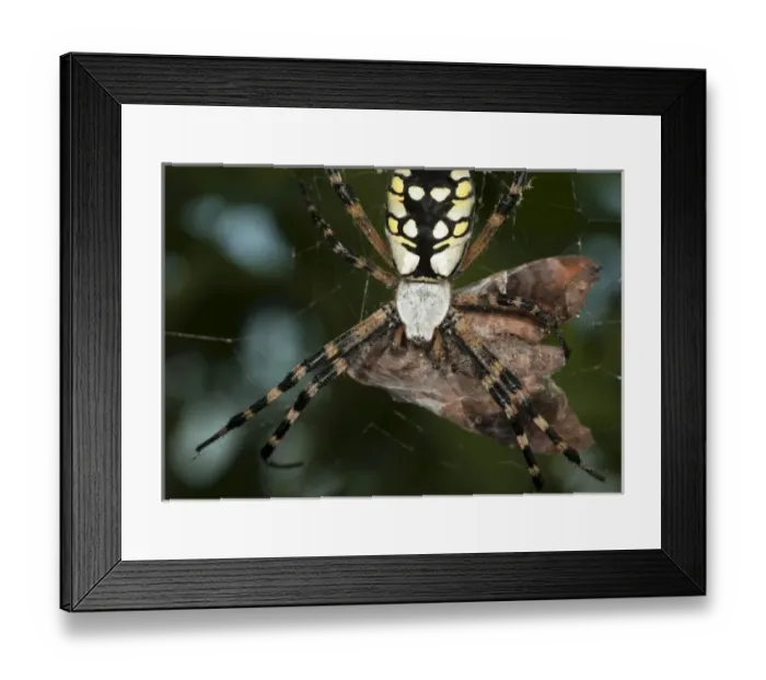 Framed Print : Black & Yellow Argiope spider with captured prey, Argiope aurantia, central Florida