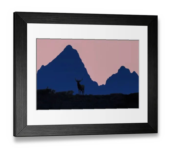Framed Print : Elk in sunset silhuette in front of the Teton mountain range. Grand Teton National Park Framed Print : Elk in sunset silhuette in front of the Teton mountain range. Grand Teton National Park