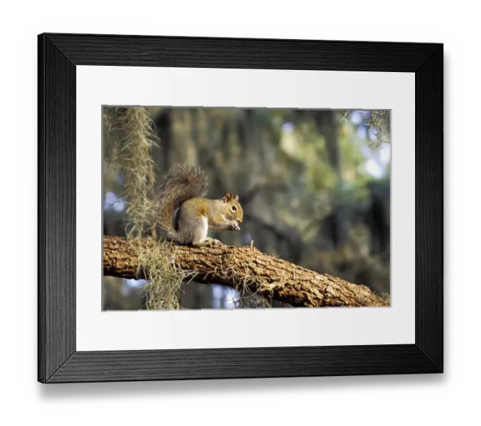 Framed Print : North America, USA, Florida. Grey Squirrel feeding on oak branch (Sciurus carolinensis) Framed Print : North America, USA, Florida. Grey Squirrel feeding on oak branch (Sciurus carolinensis)