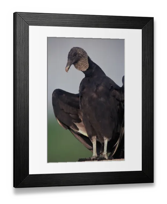Framed Print : Black Vulture sunning, Coragyps atratus, Myakka River State Park, Florida Framed Print : Black Vulture sunning, Coragyps atratus, Myakka River State Park, Florida