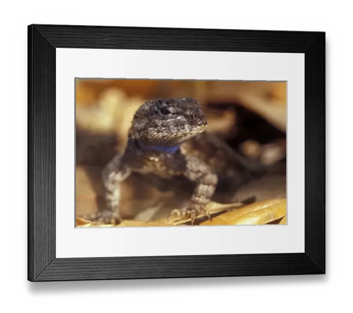Framed Print : Florida Southern Fence Lizard showing blue coloration on neck, Sceloporus undulatus undulatus Framed Print : Florida Southern Fence Lizard showing blue coloration on neck, Sceloporus undulatus undulatus