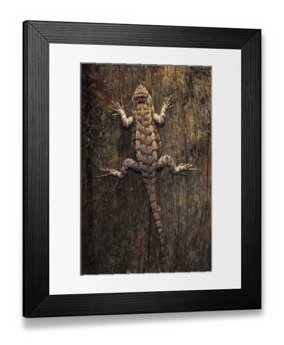 Framed Print : Florida, Southern Fence Lizard on cypress fence post, Sceloporus undulatus undulatus