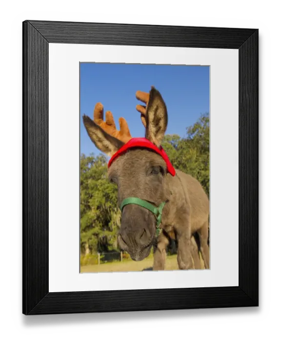 Framed Print : Miniature donkey impersonating a reindeer Framed Print : Miniature donkey impersonating a reindeer