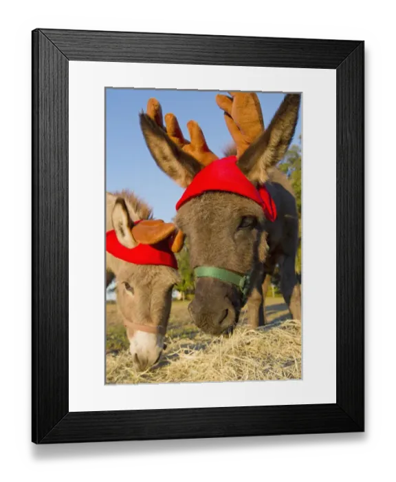 Framed Print : Miniature donkeys impersonating reindeers Framed Print : Miniature donkeys impersonating reindeers