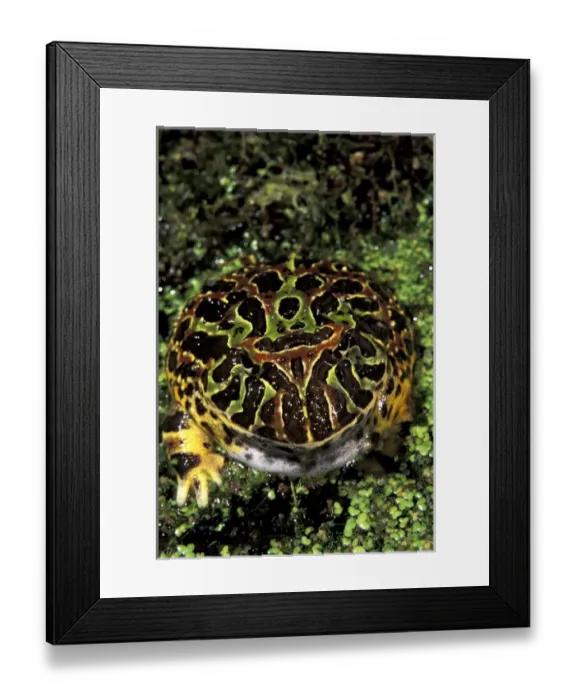 Framed Print : North America, USA, Florida, Miami. Argentine horned frog (Ceratophrys ornata)