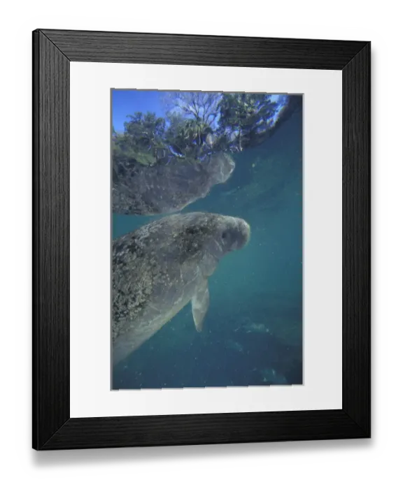 Framed Print : NA, USA, Florida Endangered manatee Framed Print : NA, USA, Florida Endangered manatee