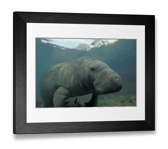 Framed Print : NA, USA, Florida, Homossassa Manatee, endangered species Framed Print : NA, USA, Florida, Homossassa Manatee, endangered species