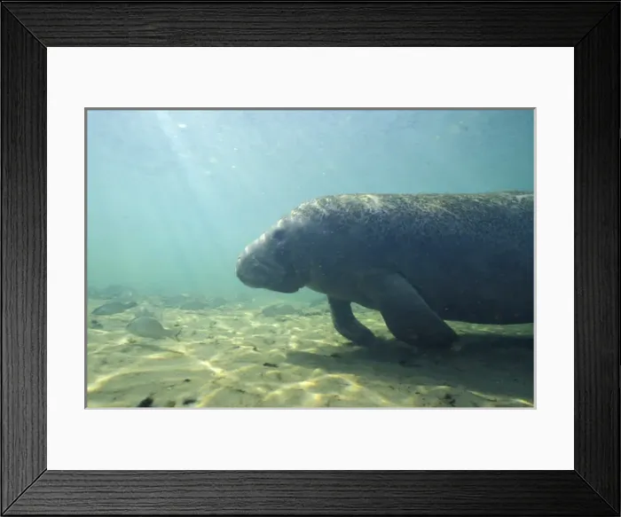 Framed Print : Manatee Framed Print : Manatee