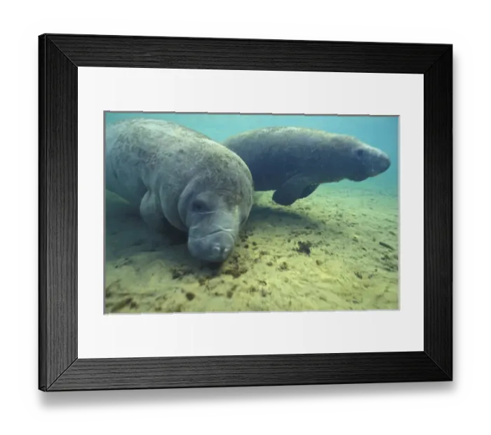 Framed Print : NA, USA, Florida, Homossassa Manatees, endangered species Framed Print : NA, USA, Florida, Homossassa Manatees, endangered species