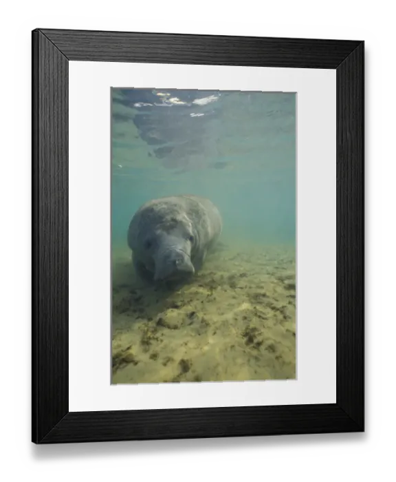 Framed Print : Manatee