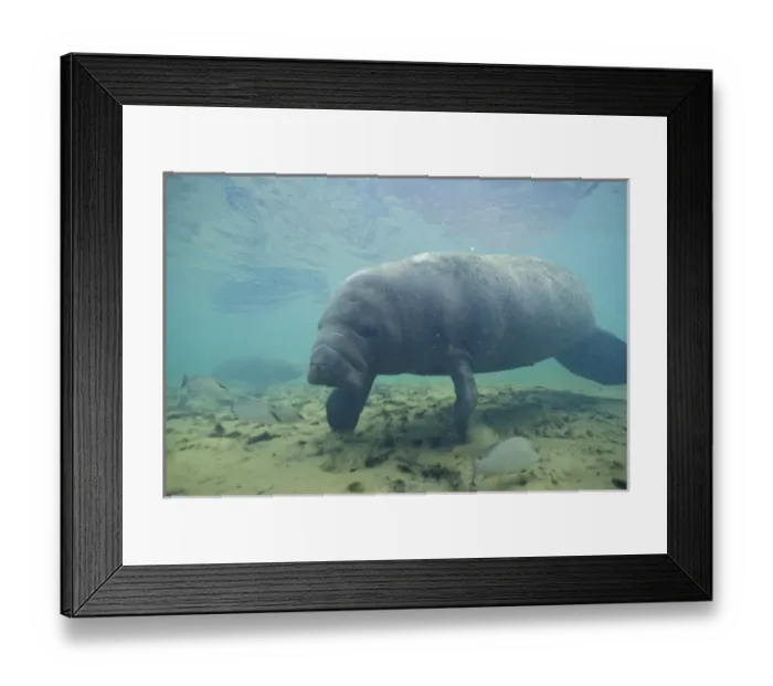 Framed Print : NA, USA, Florida, Homossassa Manatee, endangered species Framed Print : NA, USA, Florida, Homossassa Manatee, endangered species
