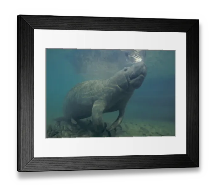 Framed Print : NA, USA, Florida, Homossassa Manatee, endangered species Framed Print : NA, USA, Florida, Homossassa Manatee, endangered species