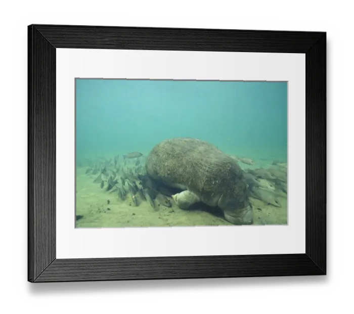 Framed Print : Manatee. USA, Florida. Manatee