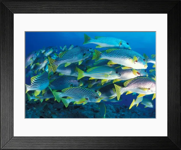 Framed Print : Tropical Fish underwater