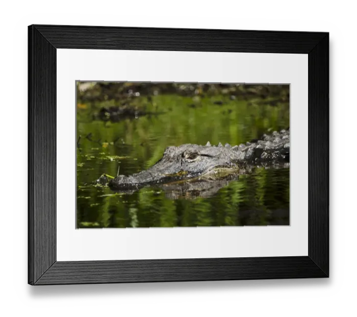 Framed Print : American alligator (Alligator mississippiensis) Okefenokee National Wildlife Refuge Framed Print : American alligator (Alligator mississippiensis) Okefenokee National Wildlife Refuge