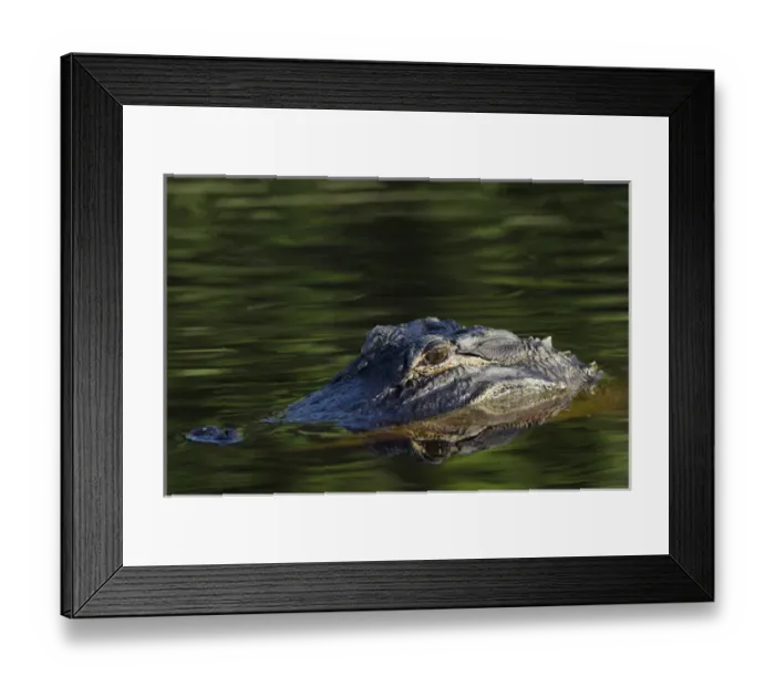 Framed Print : American alligator (Alligator mississippiensis) Okefenokee National Wildlife Refuge Framed Print : American alligator (Alligator mississippiensis) Okefenokee National Wildlife Refuge