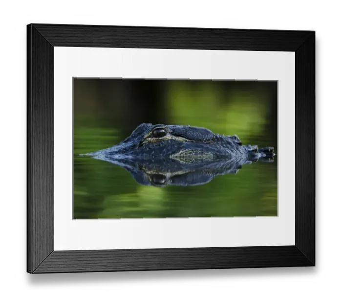 Framed Print : American alligator (Alligator mississippiensis) Okefenokee National Wildlife Refuge Framed Print : American alligator (Alligator mississippiensis) Okefenokee National Wildlife Refuge
