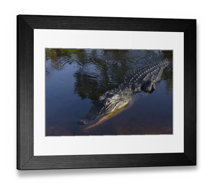 Framed Print : American alligator (Alligator mississippiensis) Okefenokee National Wildlife Refuge Framed Print : American alligator (Alligator mississippiensis) Okefenokee National Wildlife Refuge