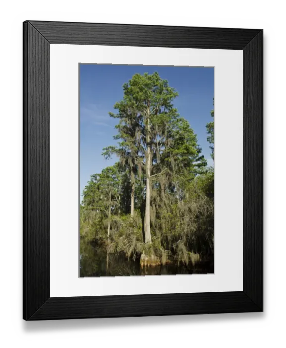 Framed Print : Suwannee Canal. Man made in 1891 to attempt to drain the swamp to facilitate logging Framed Print : Suwannee Canal. Man made in 1891 to attempt to drain the swamp to facilitate logging