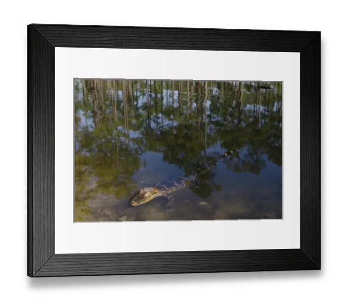 Framed Print : American alligator (Alligator mississippiensis) Okefenokee National Wildlife Refuge