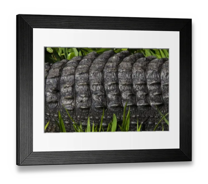 Framed Print : American alligator (Alligator mississippiensis) Okefenokee National Wildlife Refuge