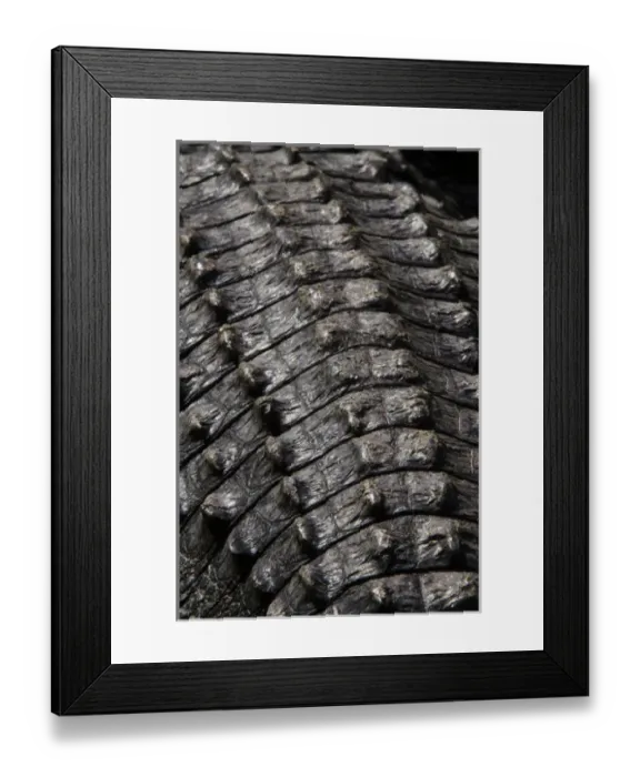 Framed Print : American alligator (Alligator mississippiensis) Okefenokee National Wildlife Refuge Framed Print : American alligator (Alligator mississippiensis) Okefenokee National Wildlife Refuge