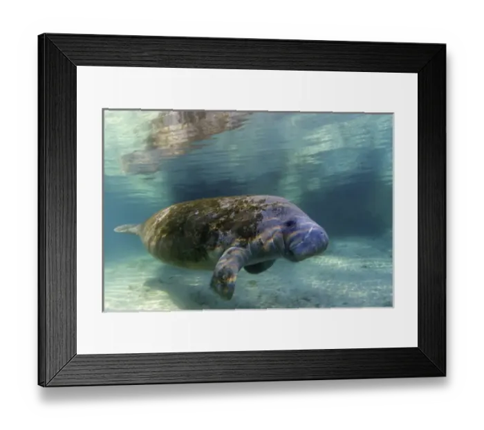 Framed Print : North America, USA, Florida, Crystal River. Florida Manatee Framed Print : North America, USA, Florida, Crystal River. Florida Manatee