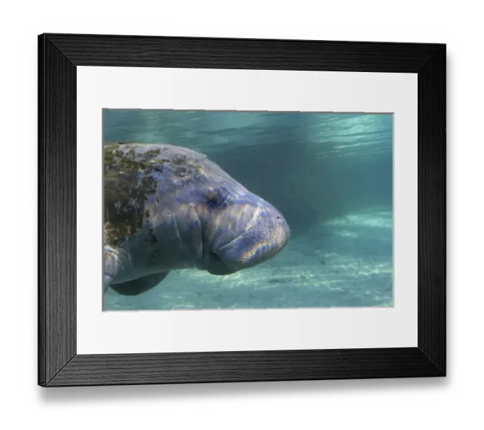 Framed Print : North America, USA, Florida, Crystal River. Florida Manatee Framed Print : North America, USA, Florida, Crystal River. Florida Manatee