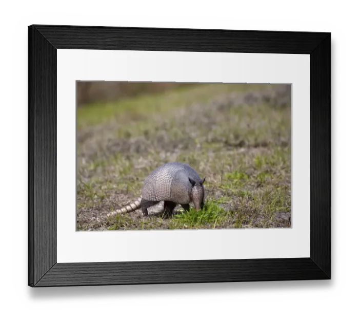 Framed Print : North America, USA, Florida, Port Charlotte. Nine-banded Armadillo
