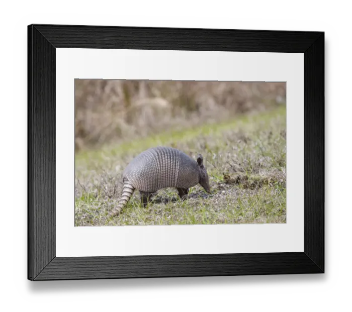 Framed Print : North America, USA, Florida, Port Charlotte. Nine-banded Armadillo Framed Print : North America, USA, Florida, Port Charlotte. Nine-banded Armadillo