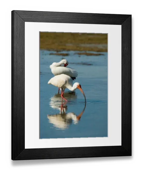Framed Print : White Ibises (Eudocimus albus) Feeding at Estero Lagoon, Ft. Myers, Florida, US Framed Print : White Ibises (Eudocimus albus) Feeding at Estero Lagoon, Ft. Myers, Florida, US